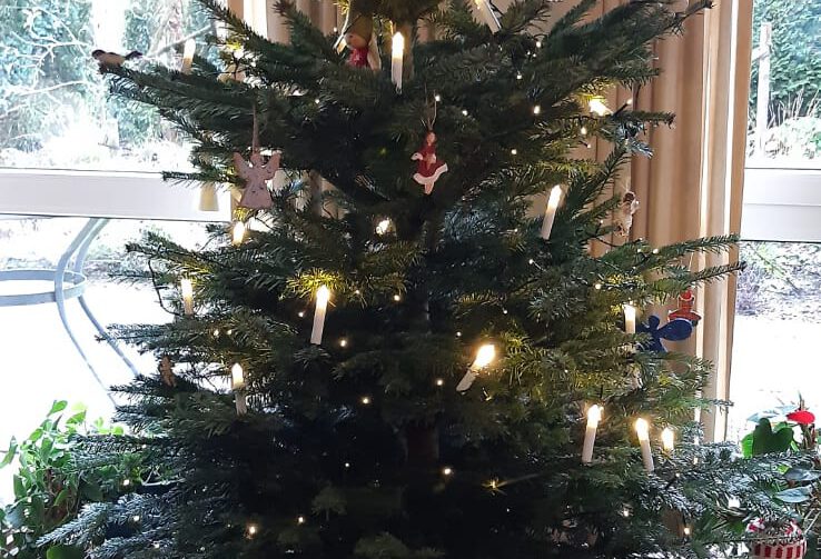 Start Opniew - Kerstboom